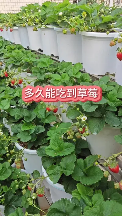 ��������ȥ�Ĳ�ݮ����ܳԻ������ݮ��������������ݮ������Ҫ�������ݪֲ�ݮ #����ݪֲ #��ݮݪֲ #�ֲ�ݮ #��ݮ�� #���Բ�ݮ