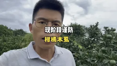 ���»��������ҵĳ鷢�ø���ľʭҲԽ��Խ�� #ũҵݪֲ #��԰���� #����ݪֲ #ľʭ #��ũ 