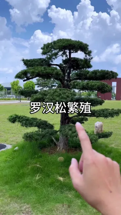 �޺���Ǥ��#������ֲ #ݪֲС���� #����