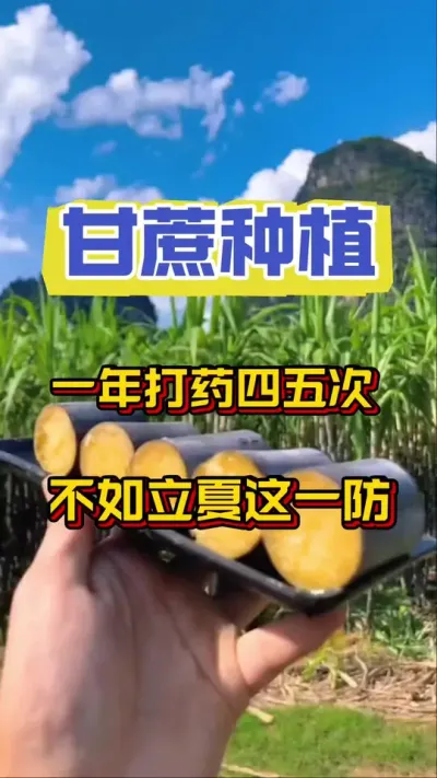 果树一年打药四五次，不如打好立夏这一防，让您甘蔗更好管理，实现品质和产量双丰收#三农 #甘蔗种植 #甘蔗施肥 #甘蔗