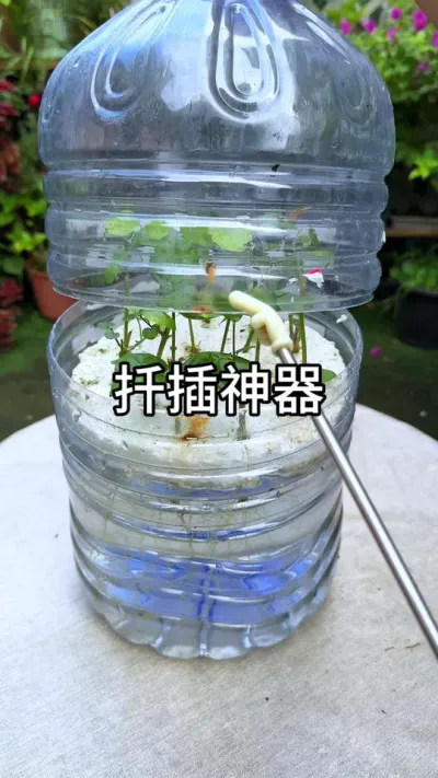 Ǥ������#������ֲ