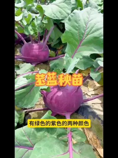 �������� �＾�߲�����Ҳ�������������ϲ������٭ץ��ݪֲ��������#��ũ #���� #�������� #����ݪֲ #�＾�߲�