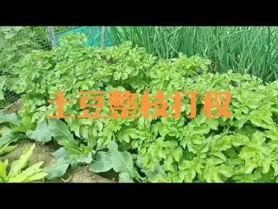 土豆是否需要整枝打杈#土豆