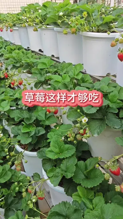 Ҫ�ּ���ò�ݮ�Ź������ҵĲ�ݮ��ժ԰#��ݮݪֲ #���Բ�ݮ #��ݮ #�ֲ�ݮ #��ݮ��