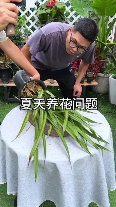 夏天养花出现的问题 #花卉绿植 #养花 #种植小技巧