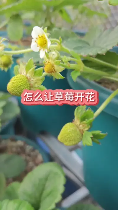 ��ݮ���Ż�Ч����ô������ݮ��ô�����Ż�Ч�� #���Բ�ݮ #��ݮ��ѿ�ֽ� #�ֲ�ݮ #��ݮ����Ҫ�� #��ݮʩ��