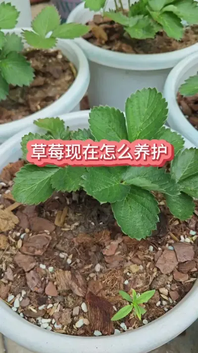 ��ݮ��ݪֲ�������ֲ�ݮ��ô��������ݮ������Ҫ������ݮ��ôʩ�� #��ݮ�� #�ֲ�ݮ #��ݮݪֲ #��ݮ���� #��ݮʩ��