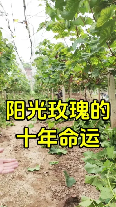 ��������10����һ�������Ʒ�ִӹ��嵽���˵������ݱ���������ݪֲ��ҵ����Щ��ʾ����һ��Ʒ������˭����ת�ͺ͸����ũ��������#����õ������ #��ݮ #ݪֲ #ũҵ