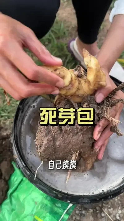 �������ˮ���������׷���������ѿ�ߵ���������ô���óͷ�����#��ũ������2025 #�����ػ��� #��ݪֲ #������ѧũ��