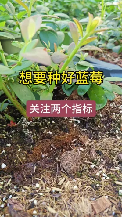 怎么把蓝莓种好，蓝莓的养护方法，蓝莓与EC值的关系#蓝莓种植 #蓝莓种植技术 #盆栽蓝莓 #蓝莓养护 #蓝莓苗