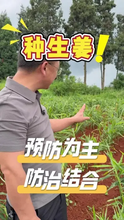 ݪֲ������Ԥ����Զ����������#����#ũҵ�����ƹ�#ũҵݪֲ#��ũ