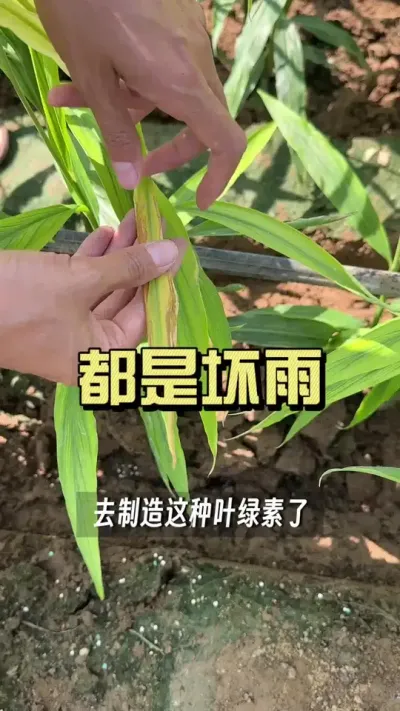 ���ϻ��ĸ���+���꣬���ٽ��ط����Ƭ��Ҷ�����ɼ��״̬����ô��������#��ũ������2025 #�����ػ��� #��ݪֲ #������ѧũ��