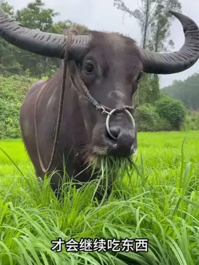 ˮţ�Թ���ʱΪʲô��ͣ�����������֪���ˣ�#ţţ #ˮţ #���涯���ڶ���