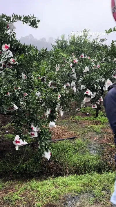 ������������� ��������̫����#�ҵ��������� #��ũݪֲ #ũҵ