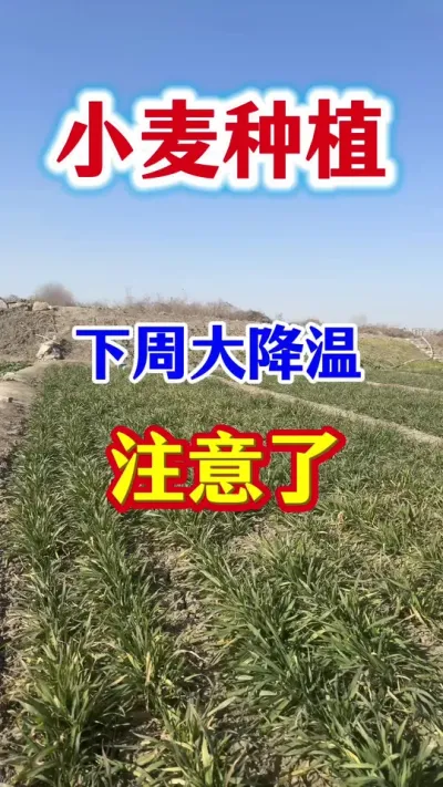 ���ܴ�����ע����#С��#С��ݪֲ#С��߲�#С��ݪֲ����