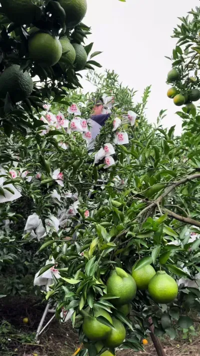 ���˰������Ƶת���������ӿ�#��԰���� #���� #��ũ������ #��ũ