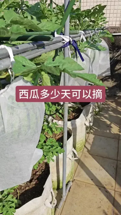 楼顶种的美都西瓜什么时候熟，西瓜一般多少天可以摘#美都西瓜 #西瓜种植 #盆栽西瓜 #种西瓜 #西瓜种植技术