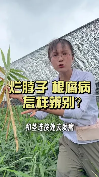 �ò��Ӻ͸�������ô����������Ӧ����ô���óͷ���#��ũ������2025 #�����ػ��� #��ݪֲ #������ѧũ��