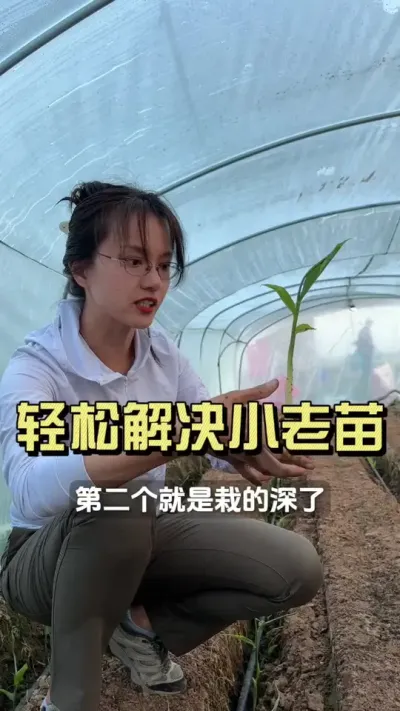 老小苗是怎么形成的？应该怎么处理？#新农人计划2025 #乡村生活家 #来抖音学农技 #生姜种植