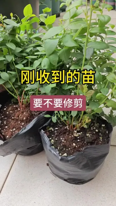 刚收到的蓝莓苗要修剪枝条吗，刚种的蓝莓苗什么时候修剪，收到的蓝莓苗要修剪吗#蓝莓修剪 #蓝莓剪枝 #蓝莓种植 #蓝莓苗 #盆栽蓝莓