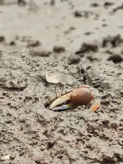 ����12�ֲ��Ʒ�ֵ�з�����������������#����Ϻ�ץ���� #�з #��բз #����Ұ��������������