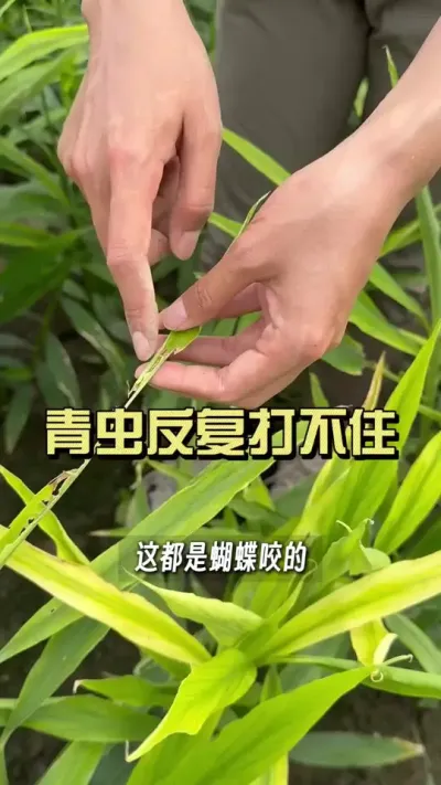 ������ʱ��˳���������ɨ�Ŵ�Ҫ�ã�#��ũ������2025 #������ѧũ�� #�����ػ��� #��ݪֲ #���