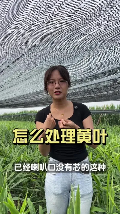 �󽪻�Ҷ����#������ѧũ�� #����ݪֲ #�����ػ���