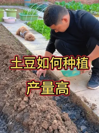 ������С���� ������ôݪֲ��������#����ݪֲ #ݪֲС���� #��ͥݪֲ #��ũ