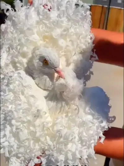 ����14�ֲ��Ʒ�ֵĸ��������������������#�ȳ� #���� #��� #���涯��