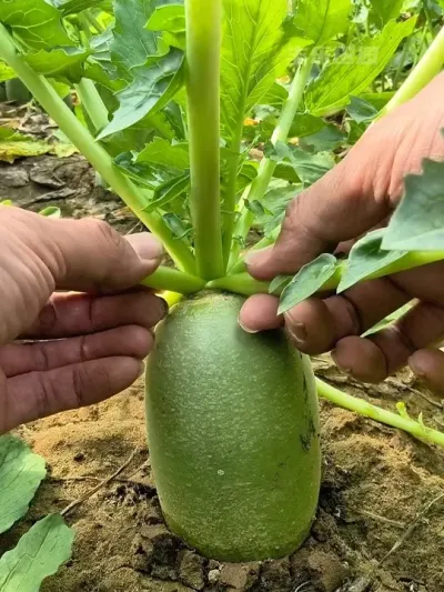 ݪֲ����  ���ܲ����Ҷ #�ܲ�ݪֲ #ݪֲС���� #�߲�ݪֲ #�ֲ� #��ũ