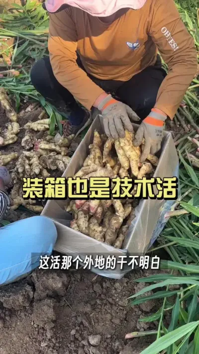 �����۰��������װ������զ����#��ũ������2025 #������ѧũ�� #�����ػ��� #��ݪֲ