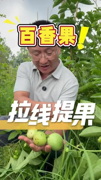 ���ְ���������ϼ�ʱ��һ��Ҫ��ǰ��������֦Ҷ�ϼ�����ֹ�ù��ӵ����Ż�����ù�#�����#ݪֲС����#ũҵ�����ƹ�#��ũ