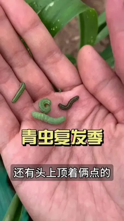 ��������ʱ������ֹһֱʹ��ͳһ��ҩ���������������ֻ���ҩ����������С���������ţ�#��ũ������2025 #������ѧũ�� #�����ػ��� #��ݪֲ #���