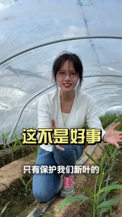头芽子高了可不是什么好事&hellip;&hellip;#新农人计划2025 #抖音助农扶农 #大姜种植 #来抖音学农技 #乡村生活家