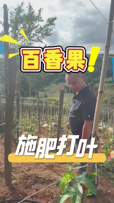 ���������Ҫע��ʩ�ʺ���֦���Ż�����ǿ��׳��#�����#ũҵ�����ƹ�#ũҵݪֲ#��ũ