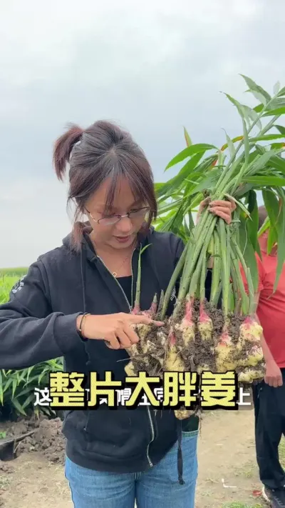 ���궼�Ǵ��ֽ���#��ũ������2025 #������ѧũ�� #�����ػ��� #��ݪֲ