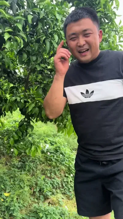 快回去看看你们的爱媛#关注我每天为你分享更多农业知识 #柑橘种植
