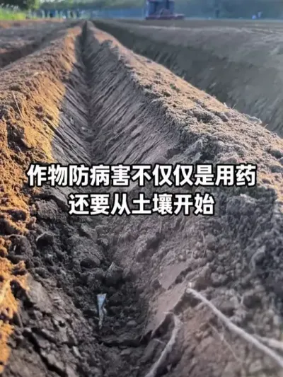 ͸�硢͸�⡢��������Ҷ����������Щ��������λ�������������Կ���ǿ����������Ȼ������#ũҵݪֲ #���� #�������� #�������� #ݪֲ��