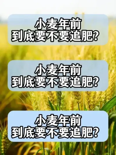 С����ǰҪ��Ҫ׷�����迴׼����������#ũ�ʷ��� #С�� #��ũ #Դͷʵ������ #ũҵ