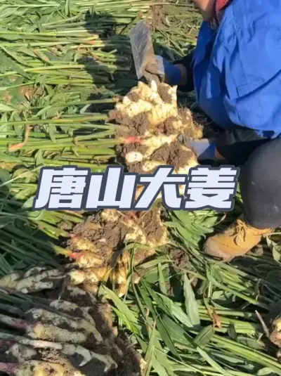 ������ɽ��Ư���ƽ���ֻ�������ֽ�ʵ�����ֻƸ������ָߵĽ����Ż��򵼸��˴�Խ�г���������ס��Ǯ�϶����� ����������������һ��ӵ���ƽ𽪣� ����upupup��#��ũ������2025 #������ѧũ�� #����