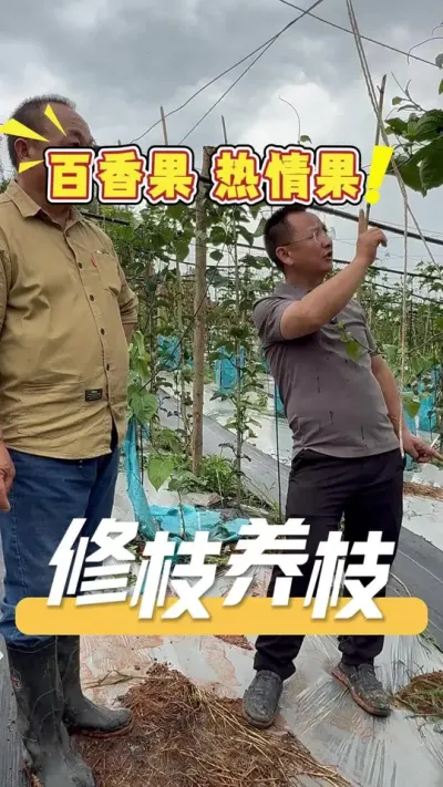 ݪֲ��������������һ��Ҫ��ô�֦����Сȡ���������Ż��ֳ���Ʒ�����Ż����úü�Ǯ��#��֦��֦#ݪֲС����#�����#�����