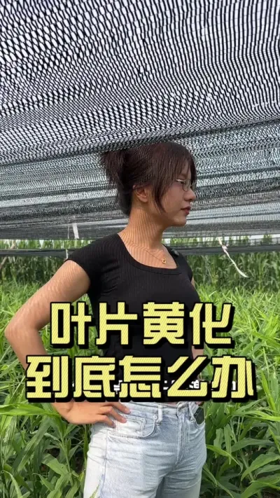 �󽪻�Ҷ��������������Ҫʵʱ��� #��ũ������2025 #�����ػ��� #��ݪֲ #�ƻ�