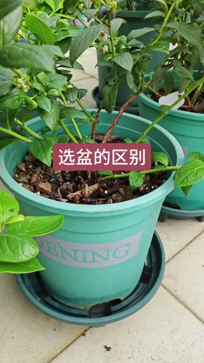 种蓝莓用多大的盆，蓝莓的种植方法，蓝莓选多大的盆种#蓝莓种植 #盆栽蓝莓 #蓝莓种植技术 #蓝莓苗 #种蓝莓