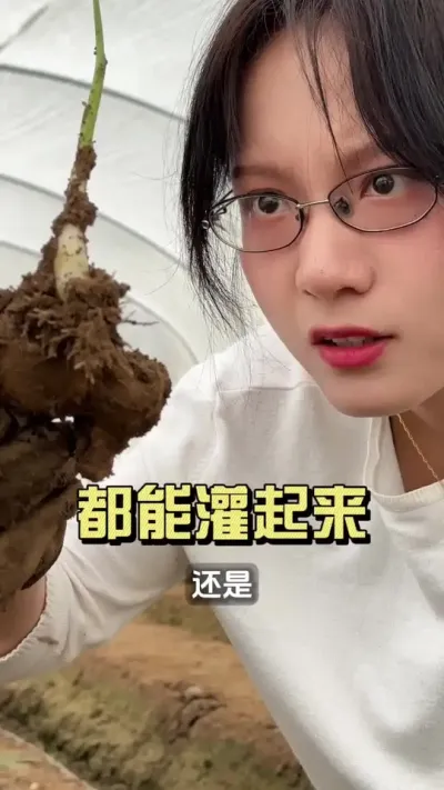 只要姜母没烂，就都能灌起来！#新农人计划2025 #抖音助农扶农 #大姜种植 #乡村生活家 #来抖音学农技