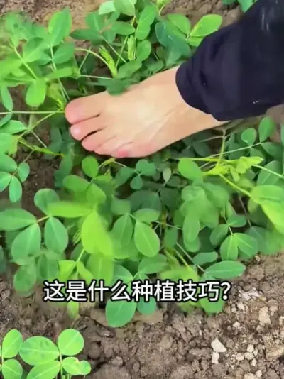 ��������17��&ldquo;ݪֲ����&rdquo;���㶼�Ἰ����#ݪֲ #ũ���� #С����