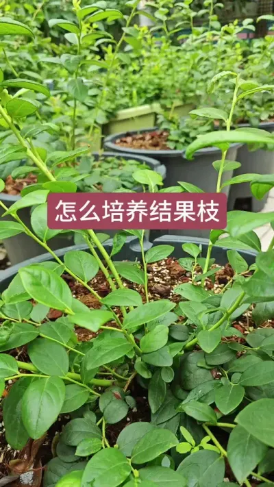 种蓝莓怎么培养结果枝，蓝莓苗的种植过程，蓝莓苗怎么养护#蓝莓种植 #蓝莓 #蓝莓苗 #蓝莓种植技术 #盆栽蓝莓