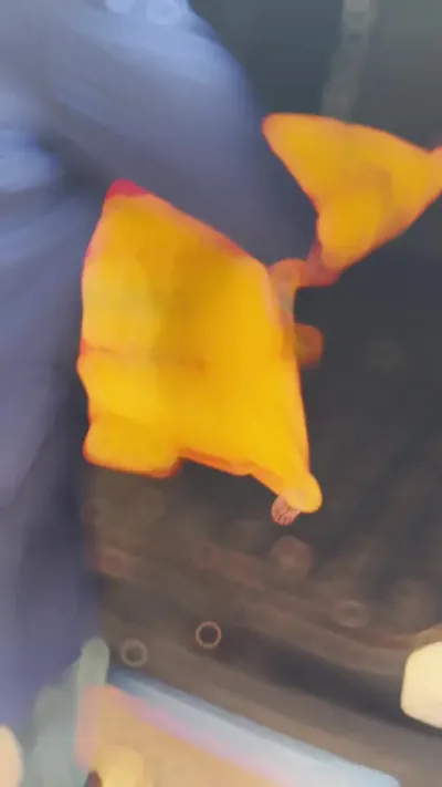 �����ʸ��Ϲ���su7��Ƭ�� #�������� #ũ�ʻ��� #�����ʽ�¶ũҵ#����÷���