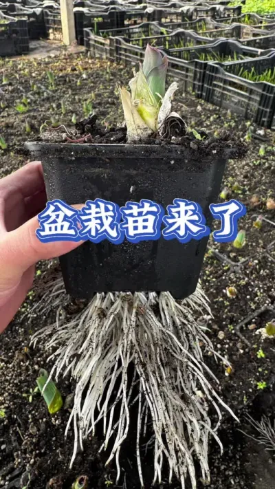 ��ʹ������˭ϲ���� ��������٭���������ֲ���  ����������������˲��ص����˹���#�󻨴� #�󻨴д�ʹ #����