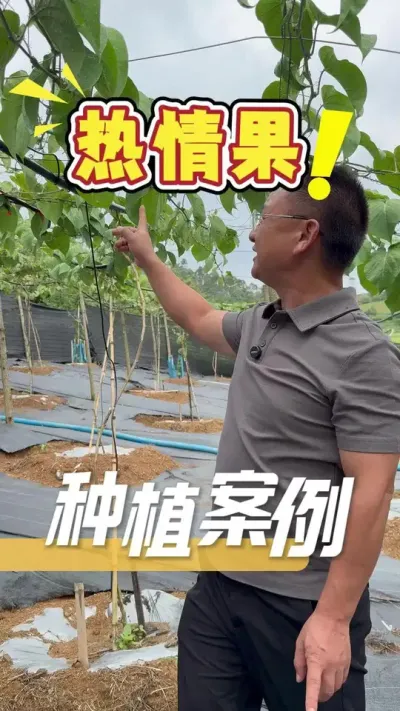 ��������Ҫʵ�������������������ƻ�����Ҫ�������С����������ҵ�ݪֲҪ����پ���Ҫ��Ҫ�����Ͷ�����Ż�����������#�����#ũҵ�����ƹ�#ũҵݪֲ#����