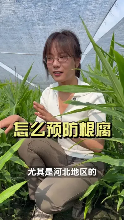 ��������������������׷�������Ӧ������Ԥ��������#��ũ������2025 #�����ػ��� #������ѧũ�� #��ݪֲ